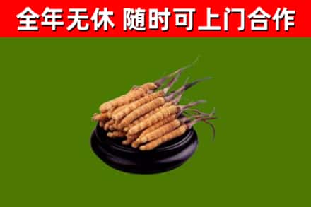 滦州市回收散虫草